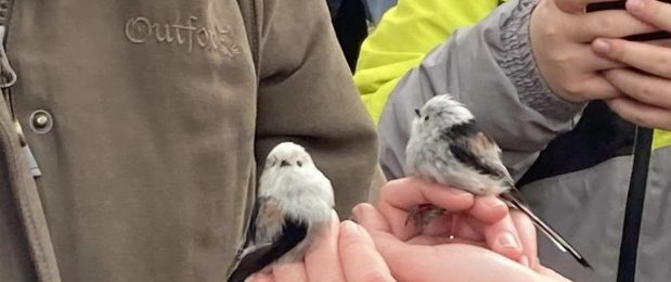 Tollasok testközelből – 4.a